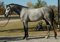 Carenza TSH - Approved stallion